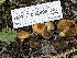  ( - HAY-F-002898)  @11 [ ] by-nc (2023) Stu Pickell Fungal Diversity Survey