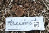  ( - FDS-CA-00773)  @11 [ ] by-nc (2024) Taye Bright Fungal Diversity Survey