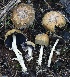  ( - FDS-CA-00774)  @11 [ ] by-nc (2024) Taye Bright Fungal Diversity Survey