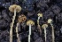  ( - FDS-CA-00775)  @11 [ ] by-nc (2024) Taye Bright Fungal Diversity Survey