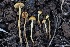  ( - FDS-CA-00775)  @11 [ ] by-nc (2024) Taye Bright Fungal Diversity Survey