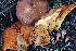  ( - FDS-CA-00776)  @11 [ ] by-nc (2024) Taye Bright Fungal Diversity Survey
