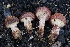  ( - FDS-CA-00776)  @11 [ ] by-nc (2024) Taye Bright Fungal Diversity Survey