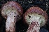  ( - FDS-CA-00776)  @11 [ ] by-nc (2024) Taye Bright Fungal Diversity Survey