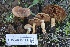  ( - FDS-CA-00764)  @11 [ ] by-nc (2024) Taye Bright Fungal Diversity Survey