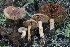  ( - FDS-CA-00764)  @11 [ ] by-nc (2024) Taye Bright Fungal Diversity Survey