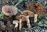 ( - FDS-CA-00764)  @11 [ ] by-nc (2024) Taye Bright Fungal Diversity Survey