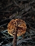  ( - FDS-CA-02196)  @11 [ ] by (2024) Mandy Hackney Fungal Diversity Survey