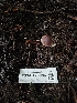  ( - FDS-CA-02196)  @11 [ ] by (2024) Mandy Hackney Fungal Diversity Survey