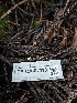  ( - FDS-CA-02113)  @11 [ ] by (2024) Mandy Hackney Fungal Diversity Survey