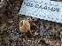  ( - FDS-CA-01426)  @11 [ ] by-nc (2024) Stu Pickell Fungal Diversity Survey