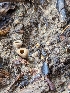  ( - FDS-CA-01426)  @11 [ ] by-nc (2024) Stu Pickell Fungal Diversity Survey