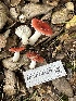  (Russula sp. crenulata-24a - FDS-CA-01017)  @11 [ ] by-nc (2024) Bat Vardeh Fungal Diversity Survey