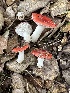  ( - FDS-CA-01017)  @11 [ ] by-nc (2024) Bat Vardeh Fungal Diversity Survey