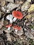  ( - FDS-CA-01017)  @11 [ ] by-nc (2024) Bat Vardeh Fungal Diversity Survey