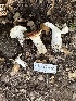  (Russula sp. Woo33a - FDS-CA-01080)  @11 [ ] by-nc (2024) Bat Vardeh Fungal Diversity Survey