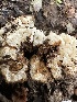  ( - FDS-CA-01092)  @11 [ ] by-nc (2024) Bat Vardeh Fungal Diversity Survey