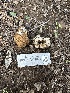  ( - FDS-CA-01092)  @11 [ ] by-nc (2024) Bat Vardeh Fungal Diversity Survey
