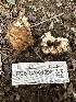  ( - FDS-CA-01092)  @11 [ ] by-nc (2024) Bat Vardeh Fungal Diversity Survey