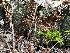  ( - FDS-CA-01095)  @11 [ ] by-nc (2024) Bat Vardeh Fungal Diversity Survey