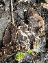  ( - FDS-CA-01095)  @11 [ ] by-nc (2024) Bat Vardeh Fungal Diversity Survey