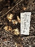  ( - FDS-CA-01097)  @11 [ ] by-nc (2024) Bat Vardeh Fungal Diversity Survey