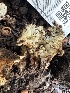  ( - FDS-CA-01097)  @11 [ ] by-nc (2024) Bat Vardeh Fungal Diversity Survey