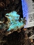  ( - FDS-CA-01097)  @11 [ ] by-nc (2024) Bat Vardeh Fungal Diversity Survey