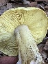  ( - FDS-CA-01004)  @11 [ ] by-nc (2024) Bat Vardeh Fungal Diversity Survey