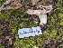  (Russula sp. cremoricolor-CA01 - FDS-CA-01443)  @11 [ ] by-nc (2024) Stu Pickell Fungal Diversity Survey