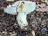  ( - FDS-CA-01443)  @11 [ ] by-nc (2024) Stu Pickell Fungal Diversity Survey