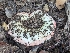  ( - FDS-CA-01443)  @11 [ ] by-nc (2024) Stu Pickell Fungal Diversity Survey
