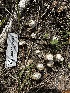  ( - FDS-CA-01988)  @11 [ ] by-nc (2024) Aaron Tupac Fungal Diversity Survey