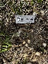  ( - FDS-CA-01988)  @11 [ ] by-nc (2024) Aaron Tupac Fungal Diversity Survey
