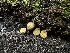  ( - FDS-CA-01543)  @11 [ ] c (2024) Rudy Diaz Fungal Diversity Survey