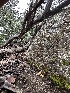  ( - FDS-CA-01543)  @11 [ ] c (2024) Rudy Diaz Fungal Diversity Survey