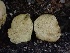  (Xerocomellus sp. CA03 - FDS-CA-01543)  @11 [ ] c (2024) Rudy Diaz Fungal Diversity Survey