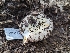  ( - FDS-CA-01462)  @11 [ ] by-nc (2024) Stu Pickell Fungal Diversity Survey
