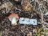  (Russula sp. crenulata-Woo24a - FDS-CA-01463)  @11 [ ] by-nc (2024) Stu Pickell Fungal Diversity Survey