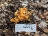  ( - FDS-CA-01466)  @11 [ ] by-nc (2024) Stu Pickell Fungal Diversity Survey