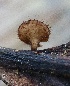  (Torrendiella - FDS-CA-00778)  @11 [ ] by-nc (2024) Taye Bright Fungal Diversity Survey