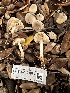  ( - FDS-CA-01057)  @11 [ ] by-nc (2024) Bat Vardeh Fungal Diversity Survey