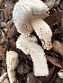  ( - FDS-CA-01051)  @11 [ ] by-nc (2024) Bat Vardeh Fungal Diversity Survey
