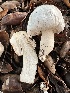  ( - FDS-CA-01051)  @11 [ ] by-nc (2024) Bat Vardeh Fungal Diversity Survey