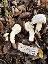  ( - FDS-CA-01051)  @11 [ ] by-nc (2024) Bat Vardeh Fungal Diversity Survey
