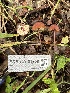  ( - FDS-CA-01050)  @11 [ ] by-nc (2024) Bat Vardeh Fungal Diversity Survey