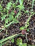  ( - FDS-CA-01050)  @11 [ ] by-nc (2024) Bat Vardeh Fungal Diversity Survey