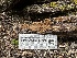  ( - FDS-CA-01523)  @11 [ ] c (2024) Rudy Diaz Fungal Diversity Survey