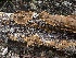  ( - FDS-CA-01523)  @11 [ ] c (2024) Rudy Diaz Fungal Diversity Survey
