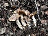  ( - FDS-CA-01527)  @11 [ ] c (2024) Rudy Diaz Fungal Diversity Survey